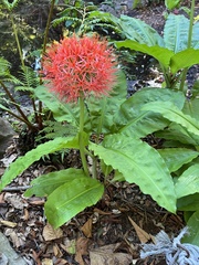 Scadoxus multiflorus katharinae