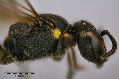Hylaeus pectoralis