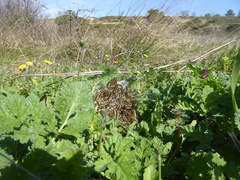 Malacosoma castrense