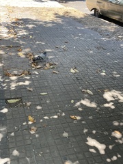Columba livia