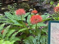 Scadoxus multiflorus katharinae