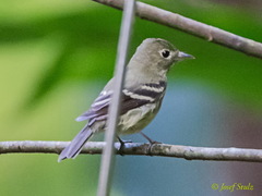Empidonax flaviventris