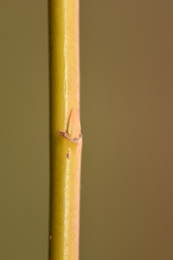 Salix × fragilis vitellina