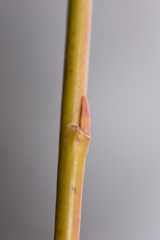 Salix × fragilis vitellina