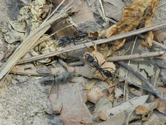 Paltothyreus tarsatus