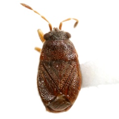 Paurocoris punctatus