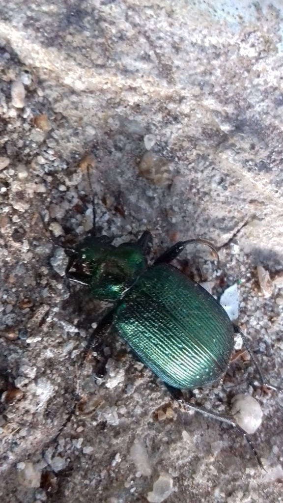 Calosoma retusum from González Moreno, Provincia de Buenos Aires