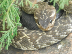 Crotalus molossus
