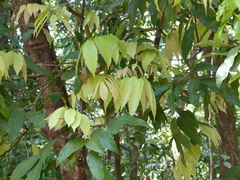 Dimocarpus longan