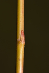 Salix × fragilis vitellina