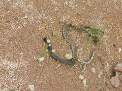 Crotalus molossus
