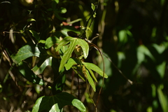 Aristolochia macroura