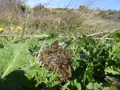 Malacosoma castrense