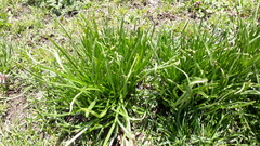 Ornithogalum umbellatum