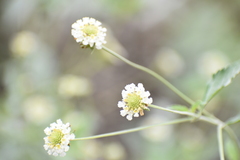 Lantana achyranthifolia