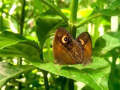 Mycalesis patnia
