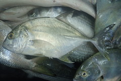 Caranx ignobilis