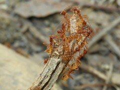 Oecophylla longinoda