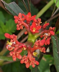 Jatropha podagrica
