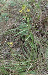 Bulbine filifolia
