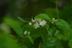 Cyrtocymura scorpioides