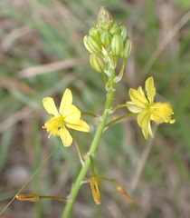 Bulbine filifolia