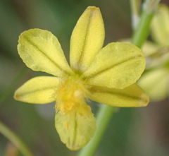 Bulbine filifolia