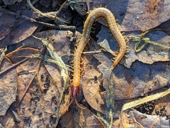 Dicellophilus limatus