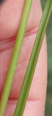 Bulbine filifolia