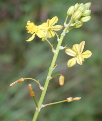 Bulbine filifolia