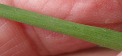 Bulbine filifolia