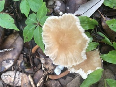 Collybiopsis subnuda