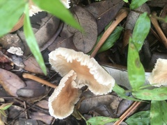 Collybiopsis subnuda