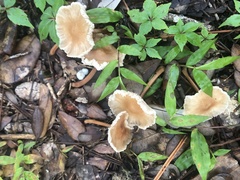 Collybiopsis subnuda