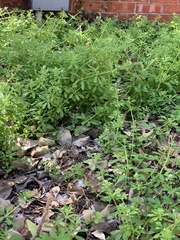 Galium aparine