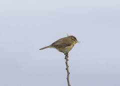 Phylloscopus canariensis