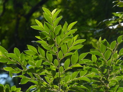 Diospyros buxifolia
