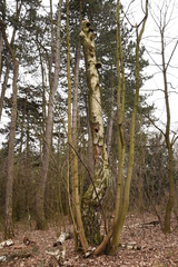 Betula pendula