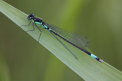 Coenagrion armatum