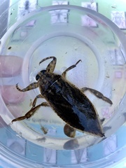 Lethocerus medius