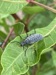 Epicauta atomaria