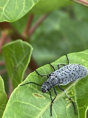Epicauta atomaria
