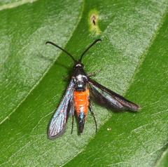 Sesiidae