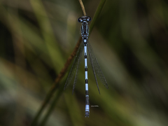 Coenagrion mercuriale