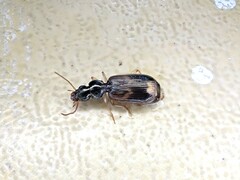 Anomotarus variegatus