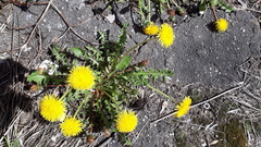 Taraxacum officinale