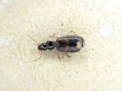 Anomotarus variegatus