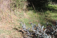 Penstemon