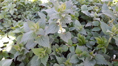 Lamium album