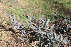 Penstemon
